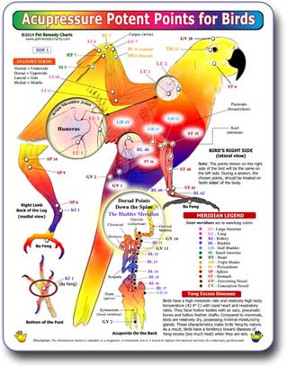 Kemah Acupressure Potent Points for Birds Chart