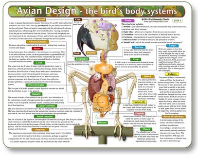 Avian Design-The Bird's Body Systems - Anatomical Chart