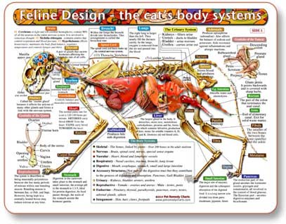 Feline Design-The Cat's Body Systems - Anatomical Chart