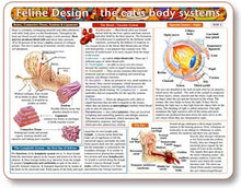 Feline Design-The Cat's Body Systems - Anatomical Chart