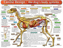 The Dog's Body Systems - Anatomical Chart