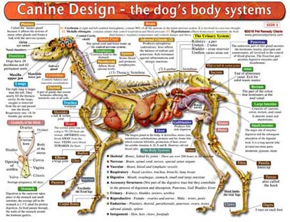 The Dog's Body Systems - Anatomical Chart