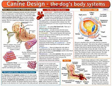 The Dog's Body Systems - Anatomical Chart