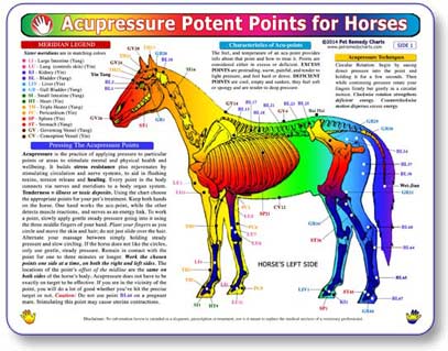 Kemah Acupressure Potent Points for Horses Chart