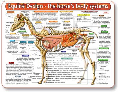 Equine Design-The Horse's Body Systems - Anatomical Chart