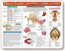 Equine Design-The Horse's Body Systems - Anatomical Chart